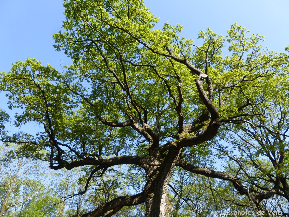 Forêt domaniale de Brocéliande - Le chêne des Hindrés